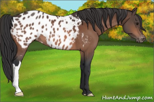 Horse Color:Bay Appaloosa