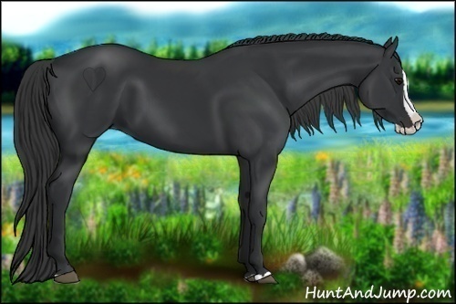 Horse Color:Black Splash