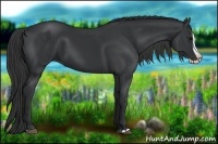 Horse Color:Black Splash