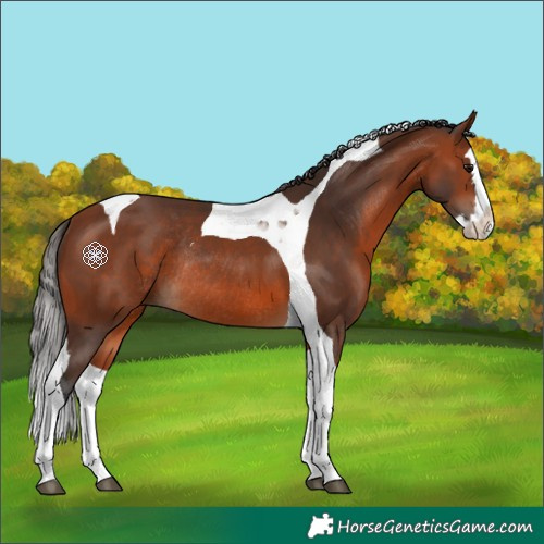 Horse Color:Bay Splash Tobiano Rabicano 
