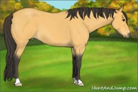 Horse Color:Buckskin Roan 