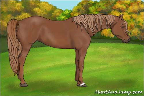 Horse Color:Chestnut 