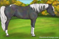 Horse Color:Platinum Midnight Palomino Onyx Tobiano 