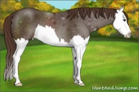 Horse Color:Liver Chestnut Splash