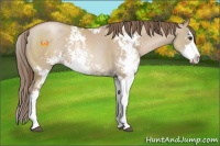 Horse Color:Grullo Pearl Sabino Rabicano 