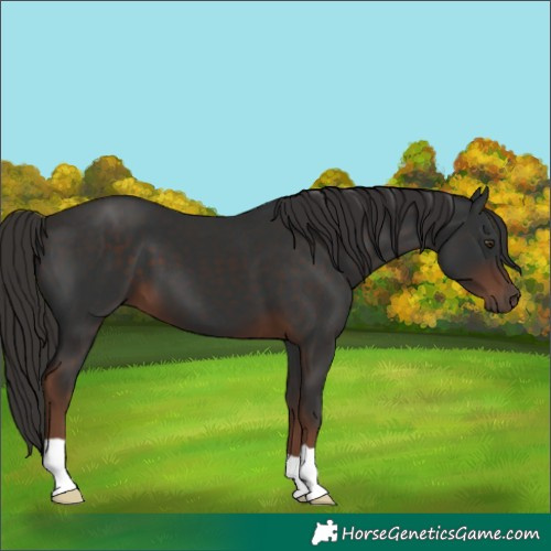 Horse Color:Liver Chestnut 