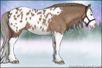 Horse Color:Liver Red Dun Sabino Splash Appaloosa 