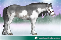 Horse Color:Blue Roan Splash 