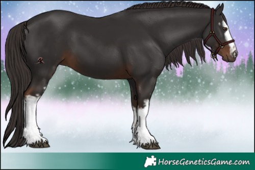 Horse Color:White Spotted Liver Chestnut 