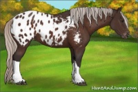 Horse Color:Silver Brown Appaloosa 