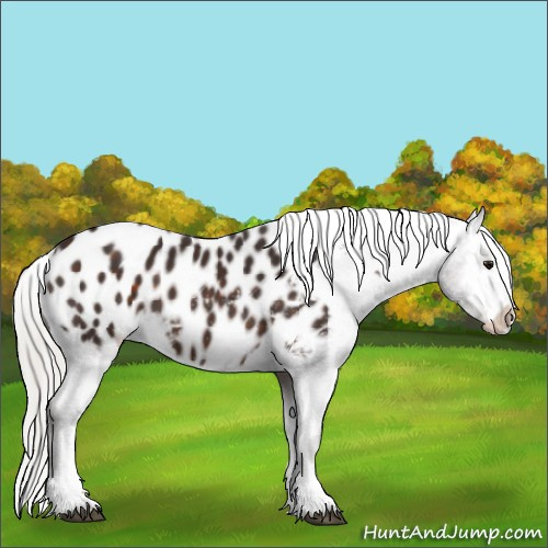 Horse Color:White Spotted Silver Brown Blanket 