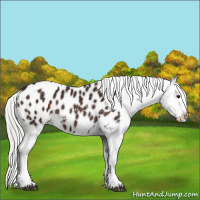 Horse Color:White Spotted Silver Brown Appaloosa