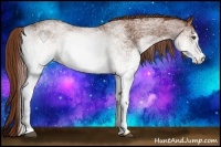 Horse Color:White Spotted Chestnut 