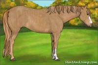 Horse Color:Chestnut  and Chestnut 