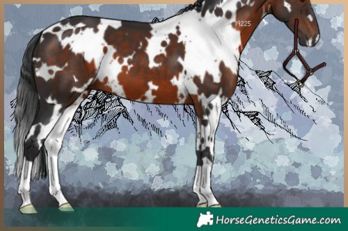 Horse Color:White Spotted Brown 