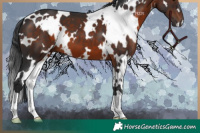 Horse Color:White Spotted Brown 