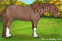 Horse Color:Red Roan Appaloosa