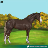 Horse Color:Liver Chestnut 