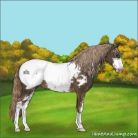 Horse Color:Chocolate Palomino Sabino Appaloosa