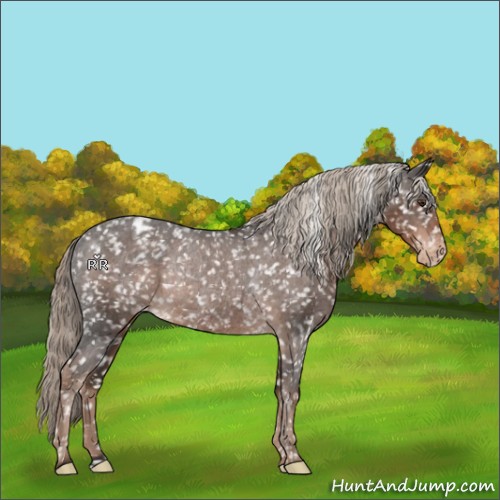 Horse Color:Liver Chestnut Snowflake VarnishRabicano 