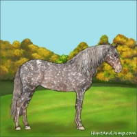Horse Color:Liver Chestnut Snowflake VarnishRabicano 