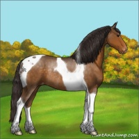 Horse Color:Buckskin Tobiano Appaloosa Rabicano 