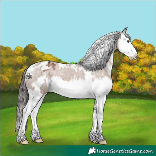 Horse Color:White Spotted Liver Red Dun Splash Appaloosa 