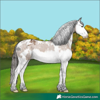 Horse Color:White Spotted Liver Red Dun Splash Appaloosa 