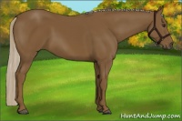 Horse Color:Chocolate Palomino 