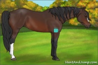 Horse Color:Brown 