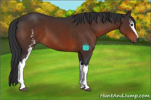 Horse Color:White Spotted Brown 