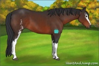 Horse Color:White Spotted Brown 