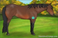 Horse Color:Bay Rabicano 