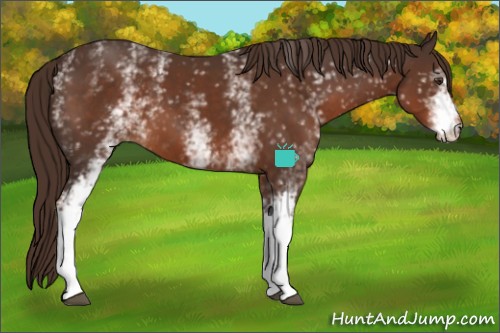 Horse Color:White Spotted Liver Chestnut