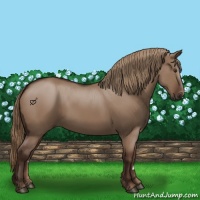 Horse Color:Liver Red Dun 