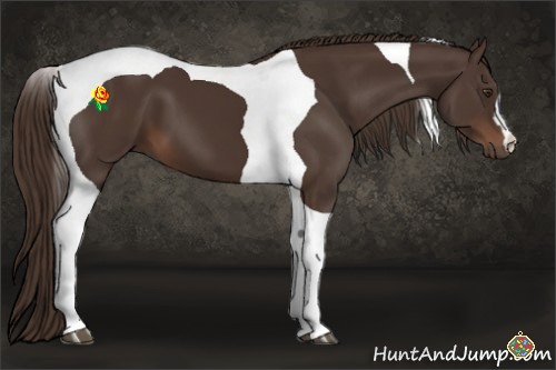Horse Color:Liver Chestnut Tobiano 