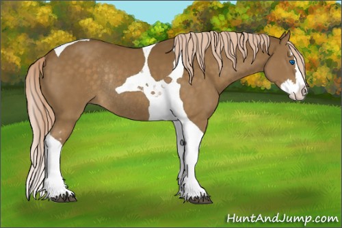 Horse Color:Chocolate Palomino Splash Tobiano Rabicano 