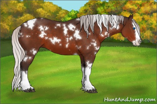 Horse Color:White Spotted Silver Brown Splash