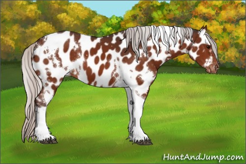 Horse Color:White Spotted Silver Brown Tobiano Appaloosa