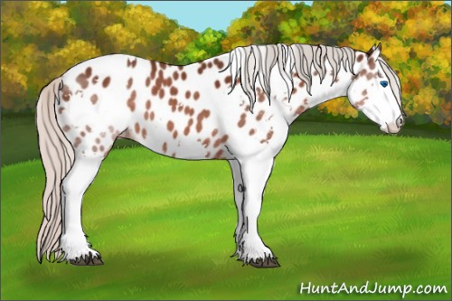 Horse Color:White Spotted Silver Brown Splash Appaloosa 