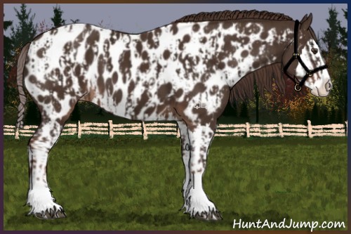 Horse Color:Liver Chestnut Sabino Splash Appaloosa  and Liver Chestnut Sabino Splash Appaloosa 