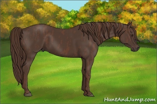 Horse Color:Liver Chestnut Brindle