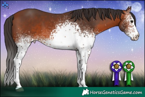 Horse Color:White Spotted Bay 
