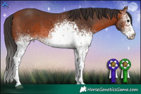 Horse Color:White Spotted Bay