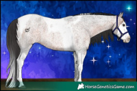 Horse Color:Brown Ice Roan Splash Tobiano