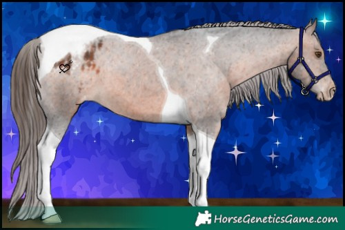 Horse Color:Brown Tobiano Appaloosa