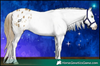 Horse Color:Sable Cream Champagne Appaloosa 