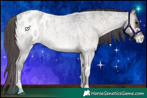 Horse Color:Smoky Blue Onyx Roan Appaloosa