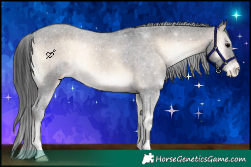 Horse Color:Brown Onyx Appaloosa