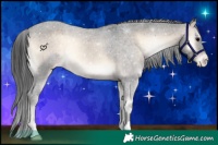 Horse Color:Brown Onyx Appaloosa 